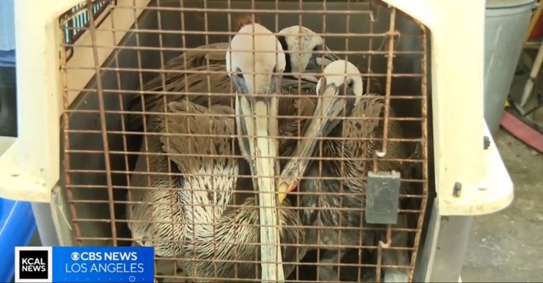 <i>KCAL/KCBS via CNN Newsource</i><br/>Dozens of sick and starved brown pelicans have been founded stranded on Southern California beaches in recent weeks