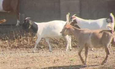 A flock of goats is being deployed to help fight flooding in Sacramento County.