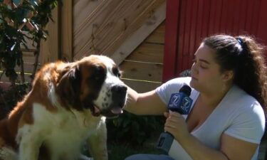 Tony Vlach and his wife were landscaping in the backyard on Saturday when they heard yelping. He turned around to find his 11-year-old St. Bernard