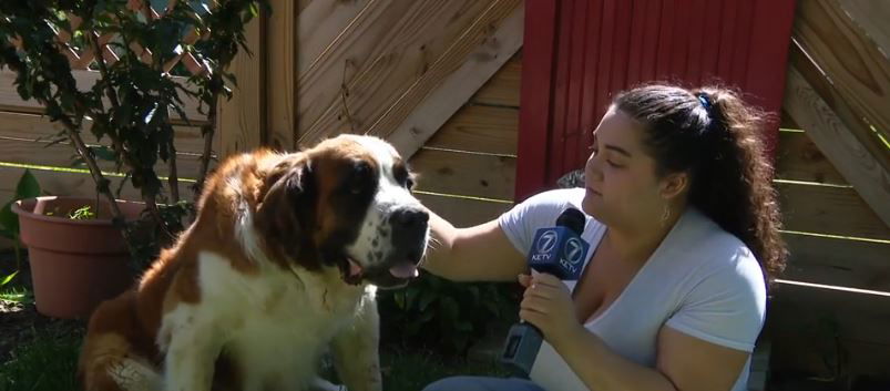 <i>KETV via CNN Newsource</i><br/>Tony Vlach and his wife were landscaping in the backyard on Saturday when they heard yelping. He turned around to find his 11-year-old St. Bernard