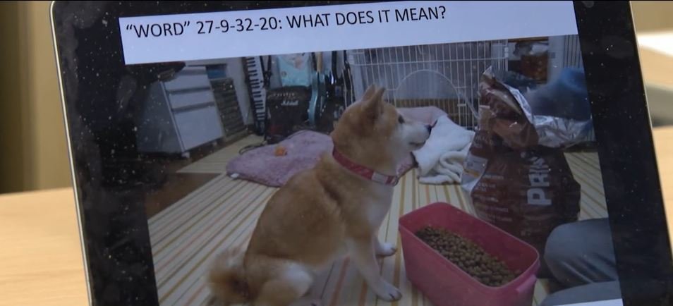 <i>KTVT via CNN Newsource</i><br/>Do dogs talk? If you have one