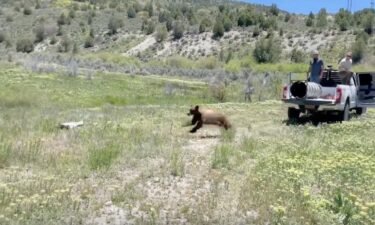 A bear was tranquilized and safely relocated to central Utah after it was discovered sitting in a tree in a neighborhood near the Utah State Capitol.