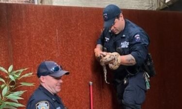 A boa-constrictor snake was found in a basement apartment on the Upper West Side on Wednesday