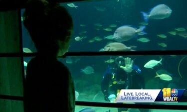 One of the National Aquarium's longest-standing volunteers