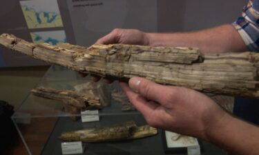The Two Creeks Buried Forest is an ancient forest that was buried by glaciers. Scientists just discovered two pieces of wood from the site believed to be 13
