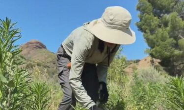 A massive nature restoration project is underway in the Angeles National Forest and the nonprofit TreePeople is leading the way with volunteers working to replant nearly 54