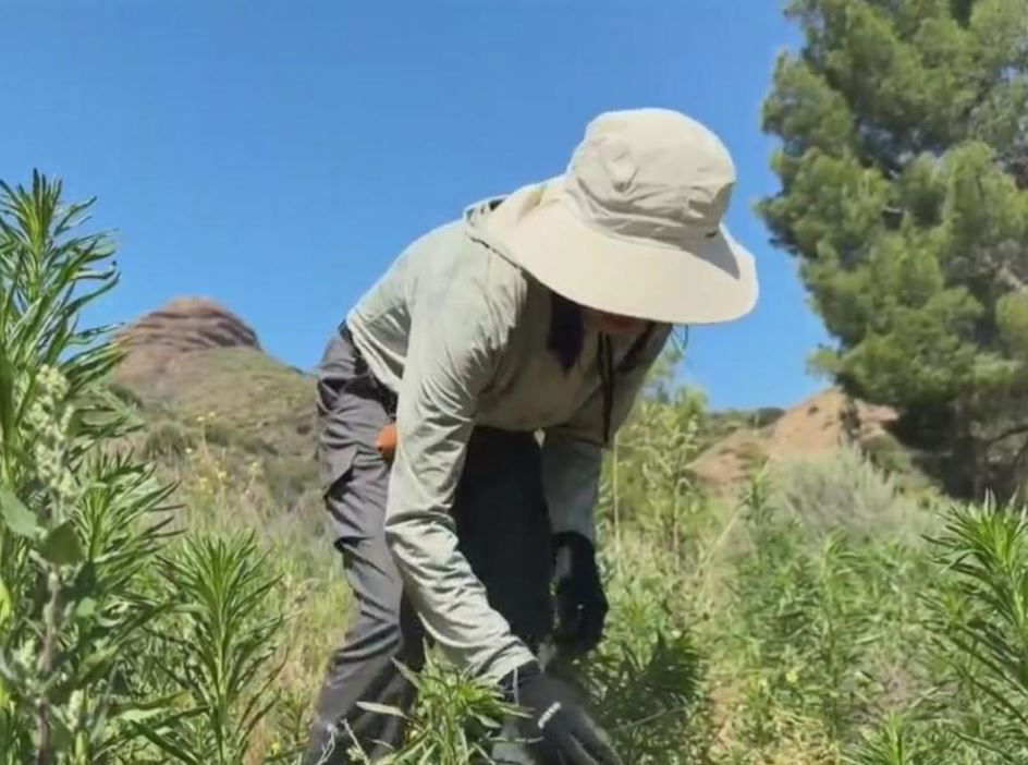 <i>KCAL via CNN Newsource</i><br/>A massive nature restoration project is underway in the Angeles National Forest and the nonprofit TreePeople is leading the way with volunteers working to replant nearly 54