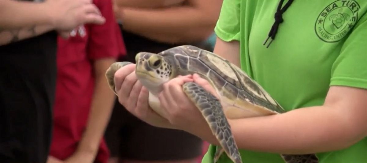 <i>WESH via CNN Newsource</i><br/>Brevard Zoo's Sea Turtle Healing Center is marking 10 years of helping marine wildlife.