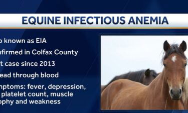 The Nebraska Department of Agriculture confirmed a case of equine infectious anemia (EIA) in a Colfax County horse.