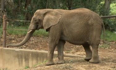 Osh the elephant will move to a sanctuary in Tennessee for his well-being so he can be around other elephants.