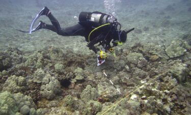 A dive team from DLNR Division of Aquatic Resources (DAR) started its investigation