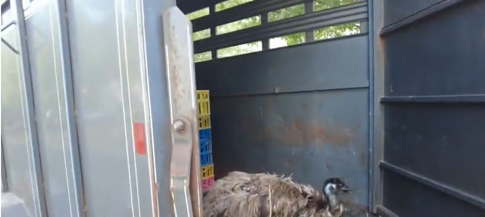 <i>KYW via CNN Newsource</i><br/>A Bucks County farm owner is breathing a sigh of relief. Her emu