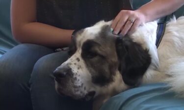 Volunteers help a military family reunite with their dog 2 years after he went missing in Colorado.