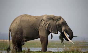 Zimbabwe’s elephant population is the second-largest in the world.