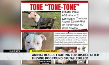 Westmoreland County humane officers are investigating the alleged killing of a family's missing dog.