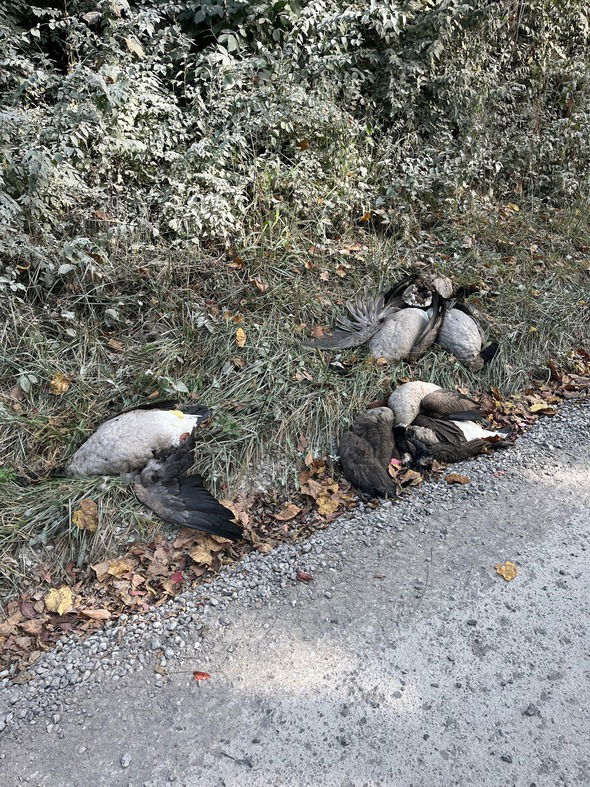 Poached geese along Rock Quarry Road in Columbia.