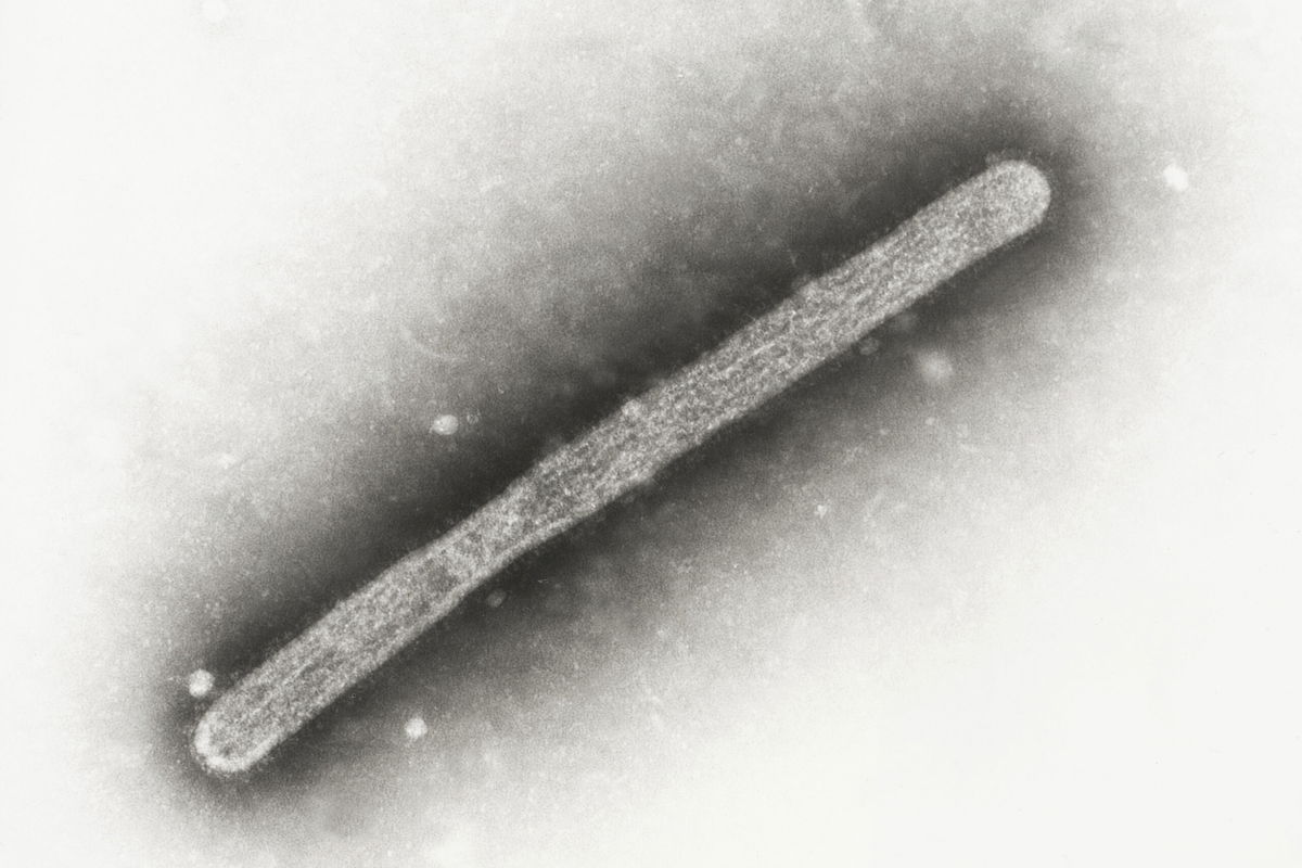 FILE - This 2005 electron microscope image shows an avian influenza A H5N1 virion. 