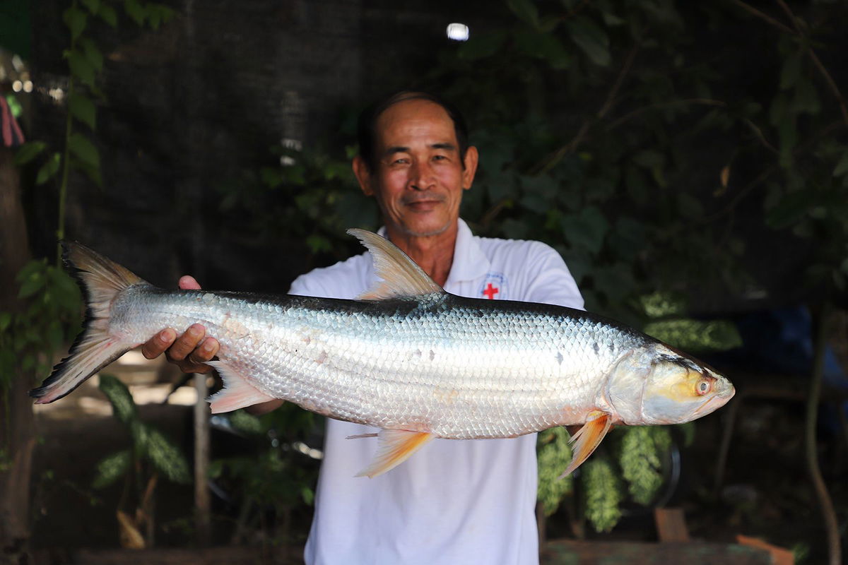 One of two giant salmon carp individuals was caught by fishermen in Cambodia in 2023.