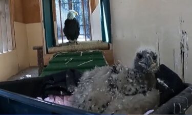 A bald eaglet under the care of Lake Tahoe Wildlife Care died after being attacked by a pack of coyotes that breached the facility.