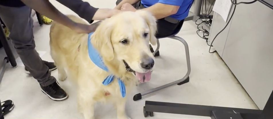 <i>WWJ via CNN Newsource</i><br/>Redford Union School District in Michigan added 6 therapy dogs to support students' mental health.