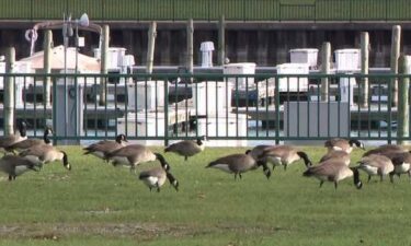 The unusually warm fall is causing some migratory birds to extend their summer vacation in southeast Wisconsin rather than beginning their journey south as they typically would by now.