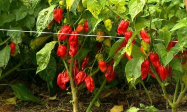 Joel Mowrey of Smoking J’s Fiery Foods says his farm in Candler’s Hominy Valley specializes in some of the hottest peppers in the world.