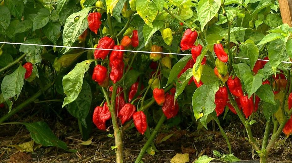 <i>WLOS via CNN Newsource</i><br/>Joel Mowrey of Smoking J’s Fiery Foods says his farm in Candler’s Hominy Valley specializes in some of the hottest peppers in the world.