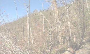 Trees were destroyed by Helene in Webb Cove in North Asheville.