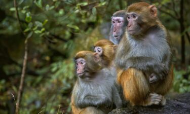 Rhesus macaque monkeys