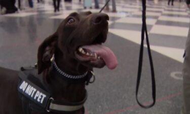 The Transportation Security Administration gets some help from an extra set of eyes and paws at O'Hare.