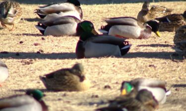 Southern Minnesota has been hit especially hard by bird flu this season.