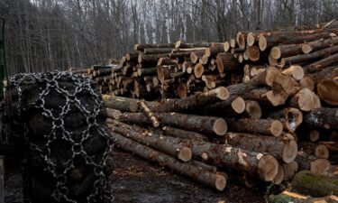 Logged trees from the White Mountain National Forest outside of Chatham