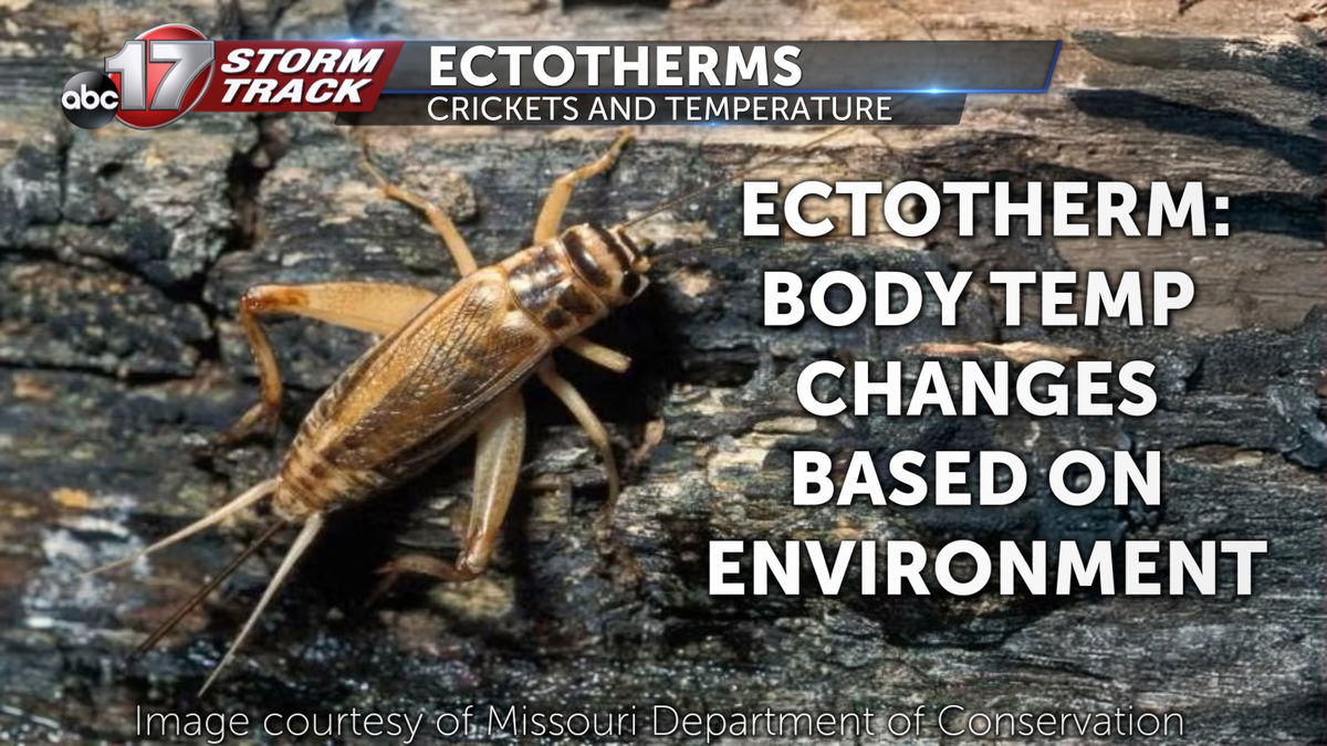 How to predict the temperature with a cricket